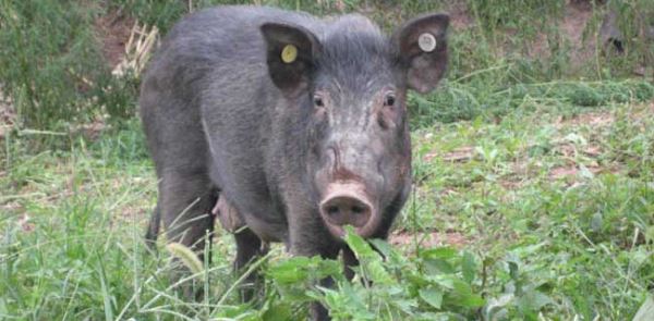 今年养殖什么最赚钱？