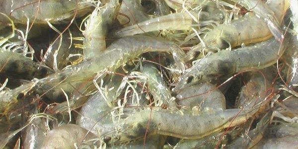 大棚养虾的利润与成本分析