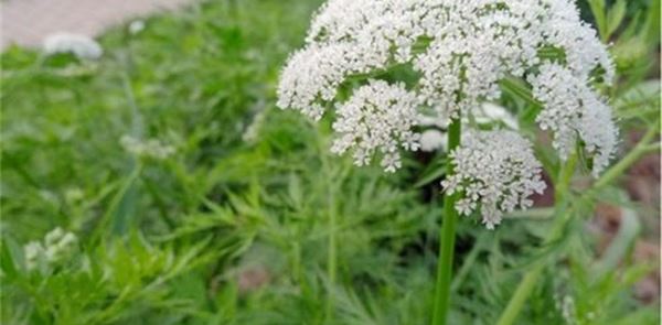 蛇床子种植效益