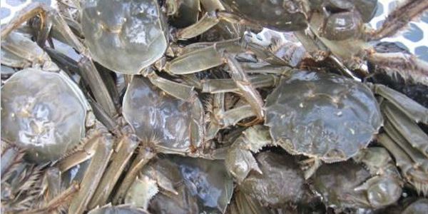 养殖项目有哪些最赚钱？这三个适合农村创业！