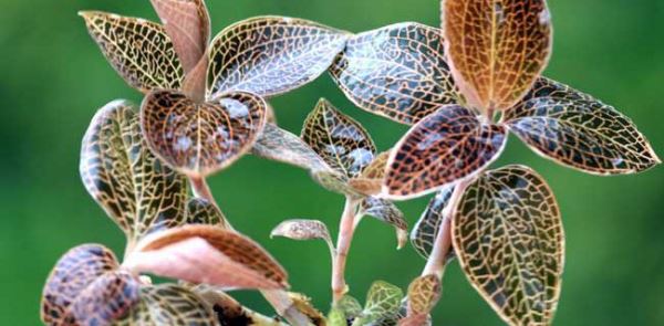 福建种植什么药材最赚钱