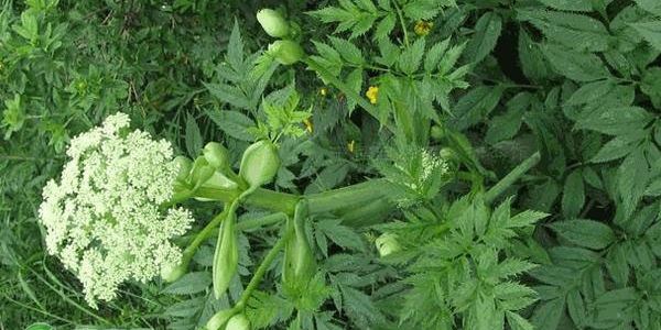 农村山上种植什么药材最赚钱?