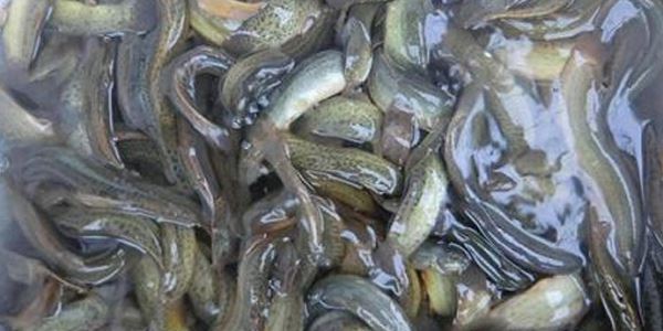 泥鳅养殖成本和利润是怎样的？