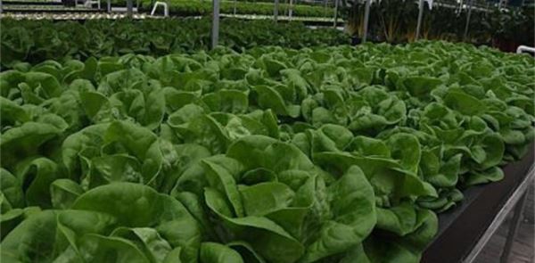 2018农村缺稀什么市场