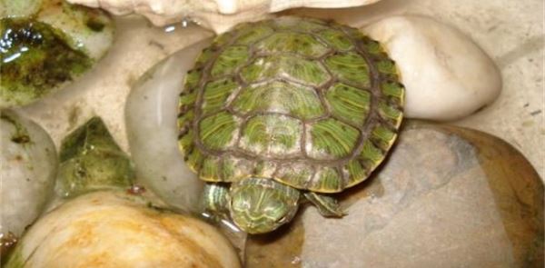 2018养殖乌龟赚钱吗