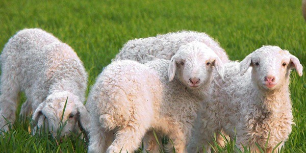 养羊养牛养驴哪个好养？各有不同看法！