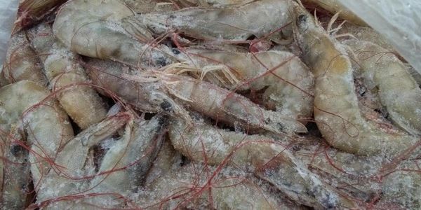 大棚养南美白对虾利润