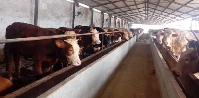 今年养殖什么最赚钱？