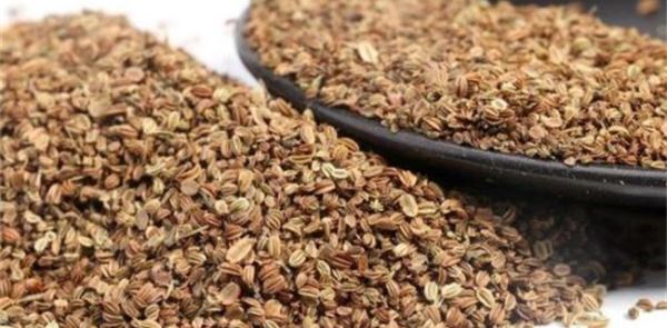 蛇床子种植效益