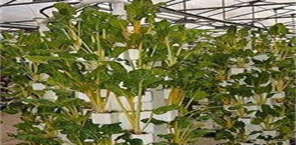 比较赚钱的特种蔬菜