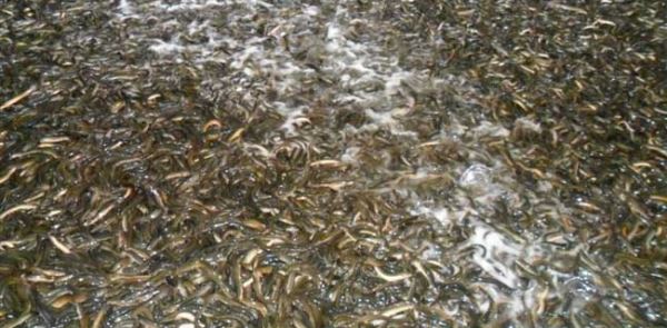 今年养殖什么最赚钱？