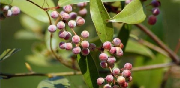 土茯苓种植效益分析