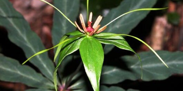 七叶一枝花种子多少钱一斤?七叶一枝花种植利润分析