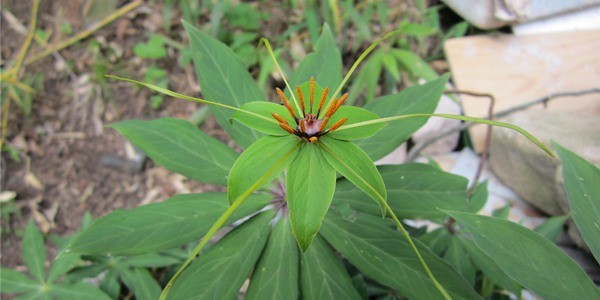 七叶一枝花种子多少钱一斤?七叶一枝花种植利润分析