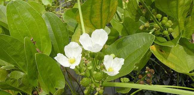福建种植什么药材最赚钱