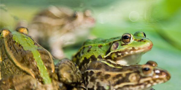 青蛙黑斑蛙还让养殖吗？养殖成本是多少？