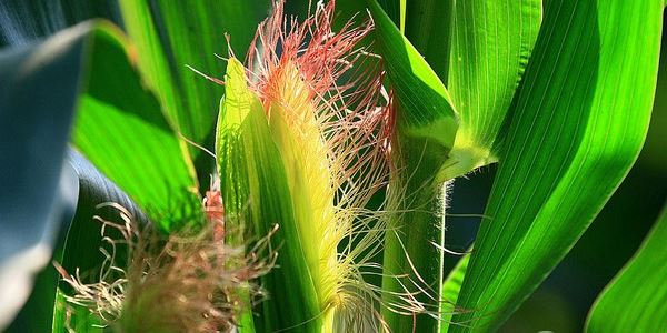水果玉米批发价格多少钱一斤?种植前景如何?