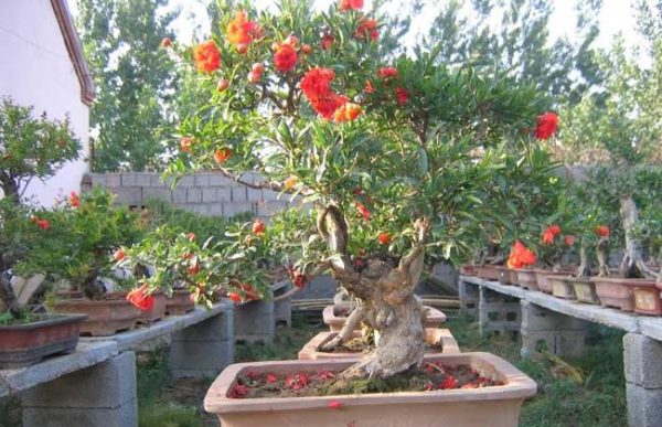 石榴盆景栽培技术