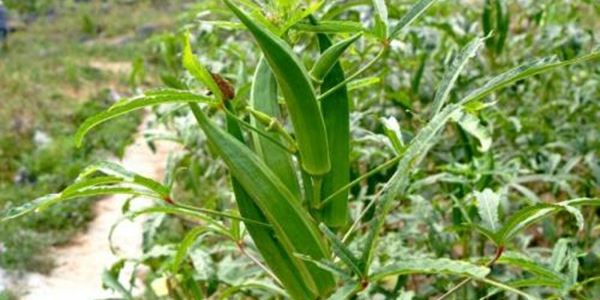 今年种植什么农作物最赚钱?