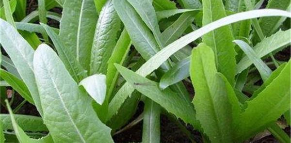 油麦菜种植效益分析