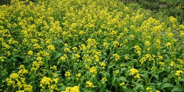 农村种植什么不愁销路?这几种产量高效益好!