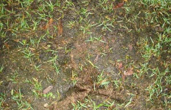 防治褐斑病用什么药？