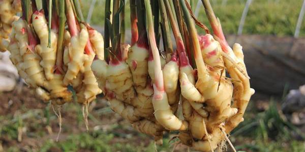 2020生姜种植前景及利润分析