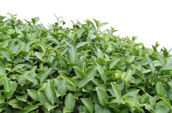 茶叶种植条件有哪些?