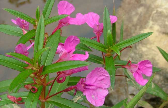 防治褐斑病用什么药？