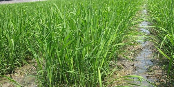 茭白种植一亩费用多少？效益如何？