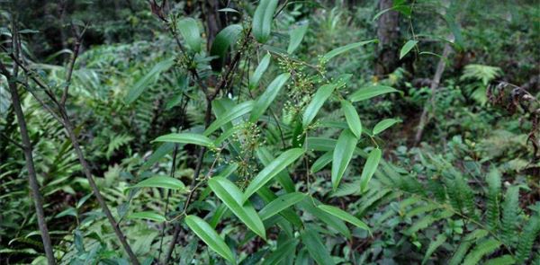 土茯苓种植效益分析