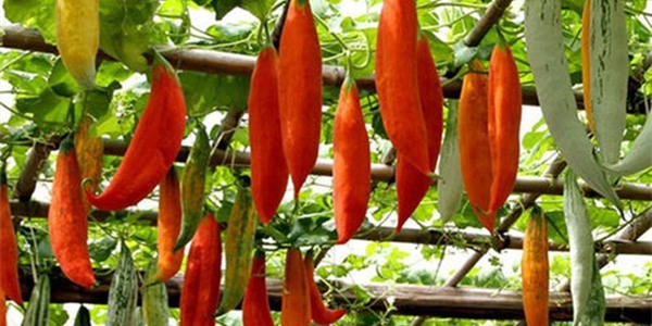 农村种植什么不愁销路?这几种产量高效益好!