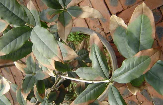 防治褐斑病用什么药？