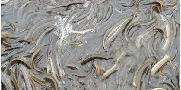 泥鳅养殖成本和利润是怎样的？