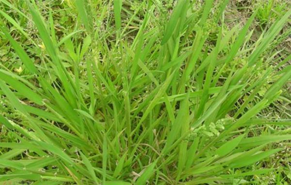 小麦出苗后可用哪些除草剂?