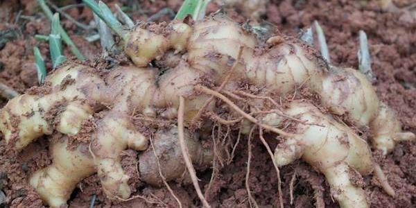 2020生姜种植前景及利润分析