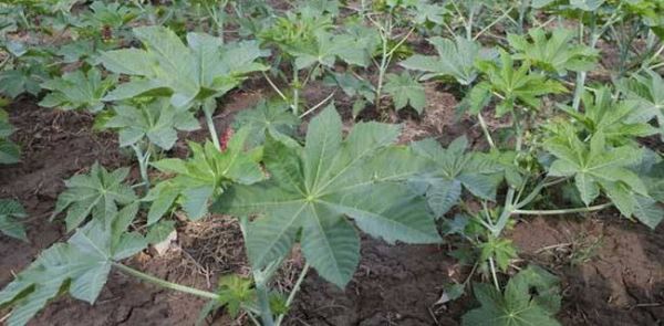 蓖麻种植效益