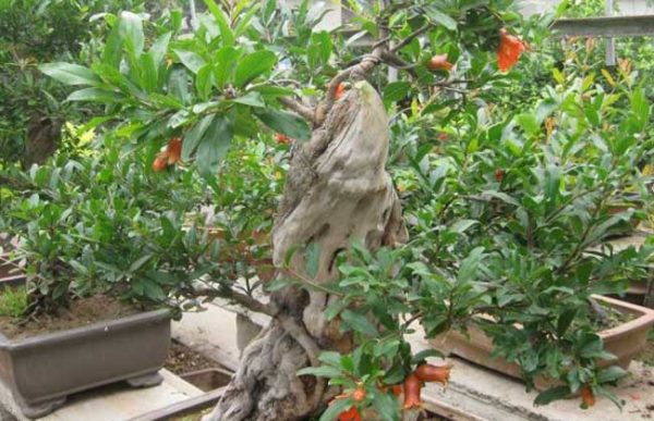 石榴盆景栽培技术