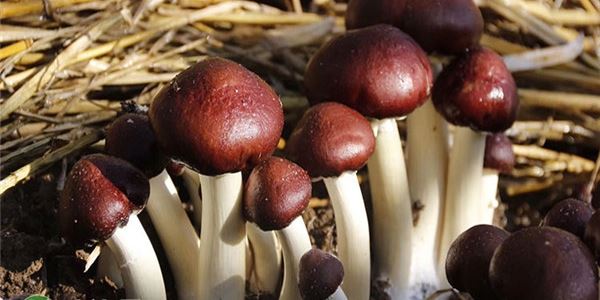 贵州省今年非主要农作物和食用菌品种认定的通知