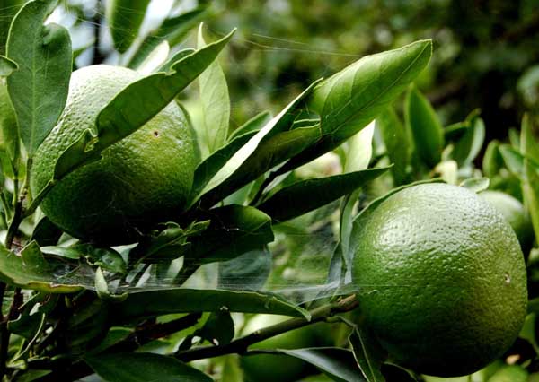 柑橘种植技术