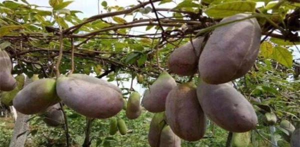 农村种植什么好赚钱