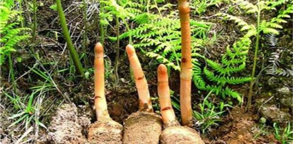 山村种植什么好