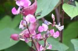 扁豆种植技术？