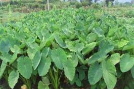 芋头种植效益 芋头种植效益