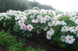 油用牡丹种植技术？