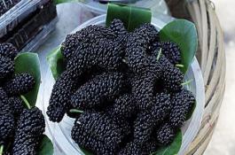 桑葚的种植前景与市场行情 桑葚的种植前景与市场行情