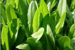 油麦菜种植效益分析