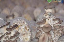 辣椒盛果期怎样进行田间管理？