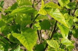 桑葚种植技术？