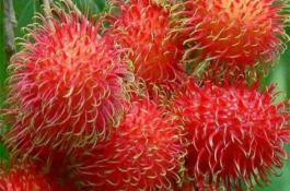 红毛丹种植效益分析